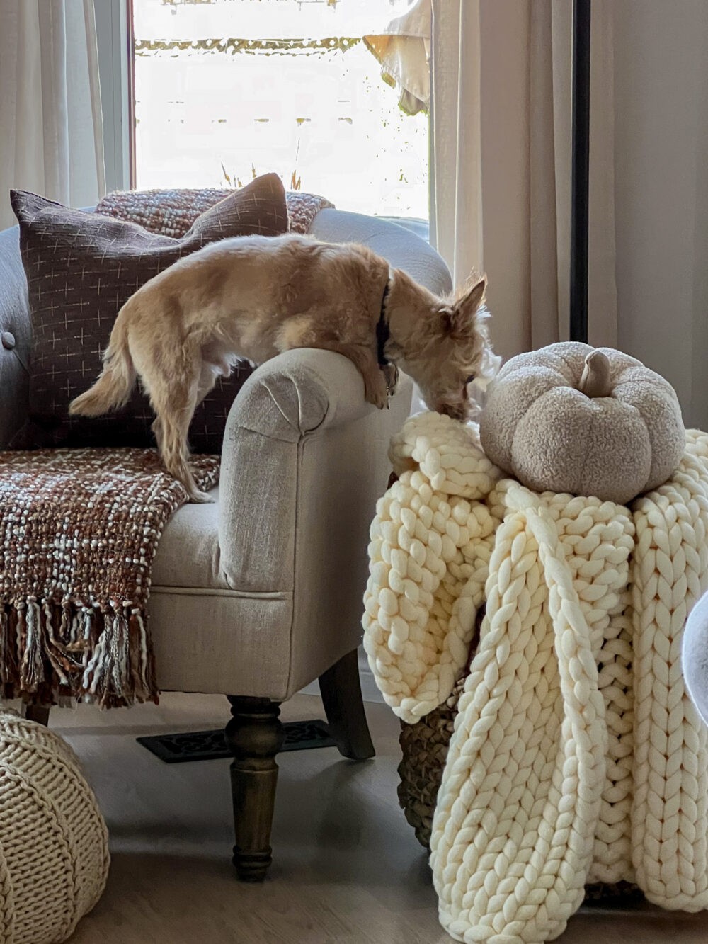dog looking down from chair into a basket with a chunky knit blanket in it