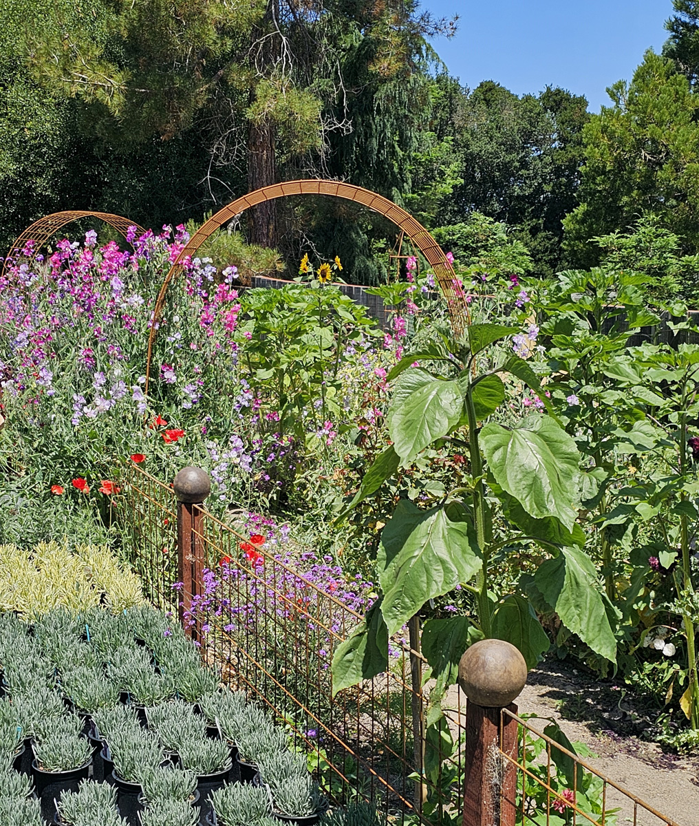 sweet peas growing on an arbor in a garden