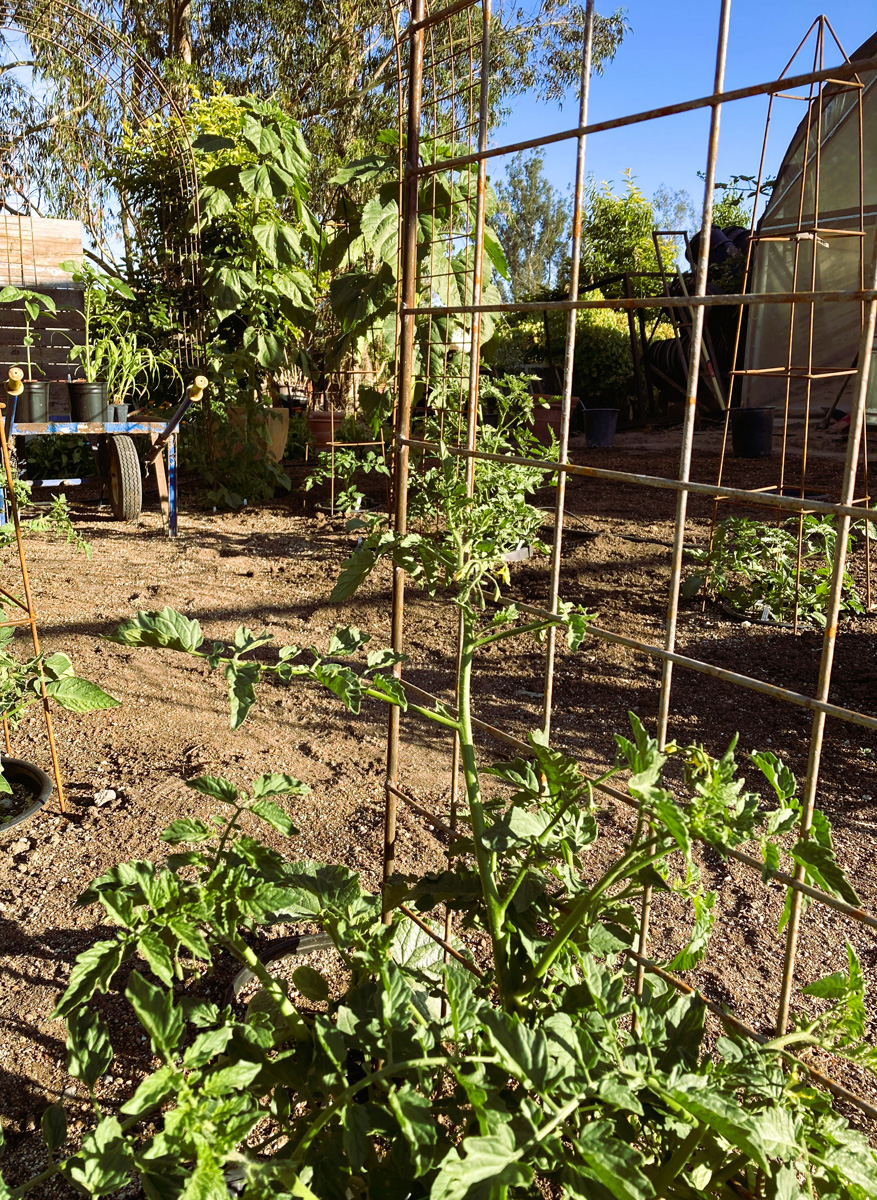 tomatoes on a trellis