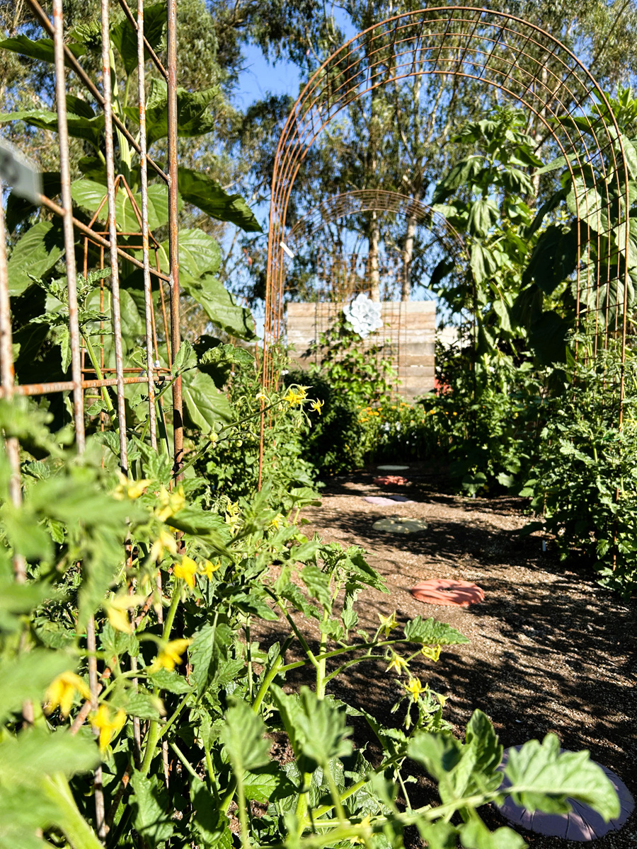 a trellis in a vegetable garden