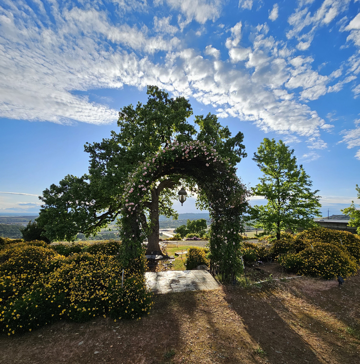 an arbor with roses growing over it