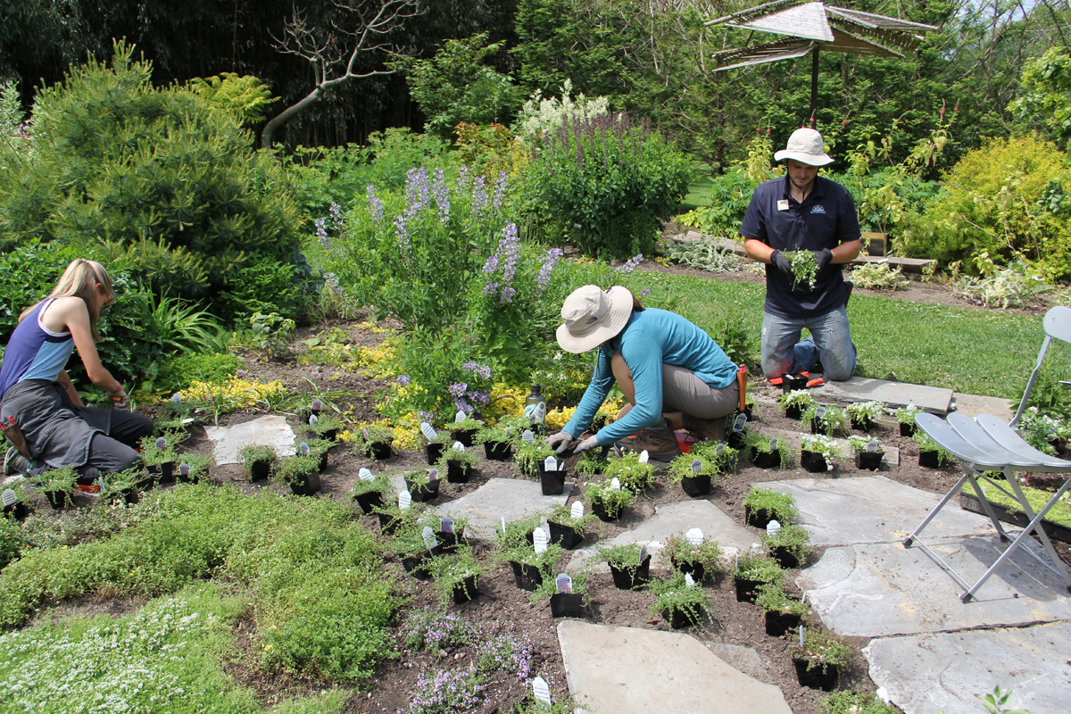 Planting thyme plugs