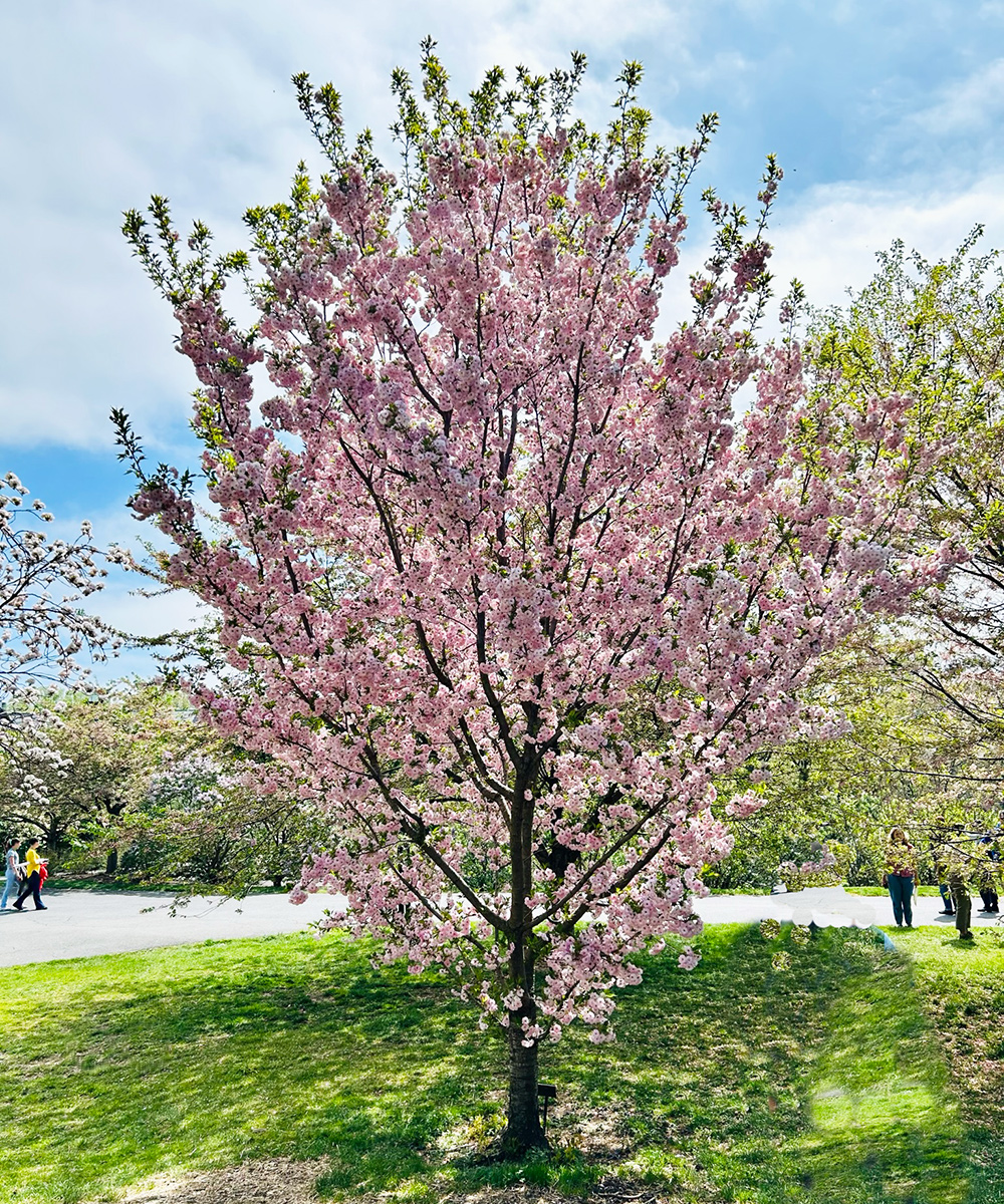 Autumn Higan cherry in bloom at New York Botanical Garden
