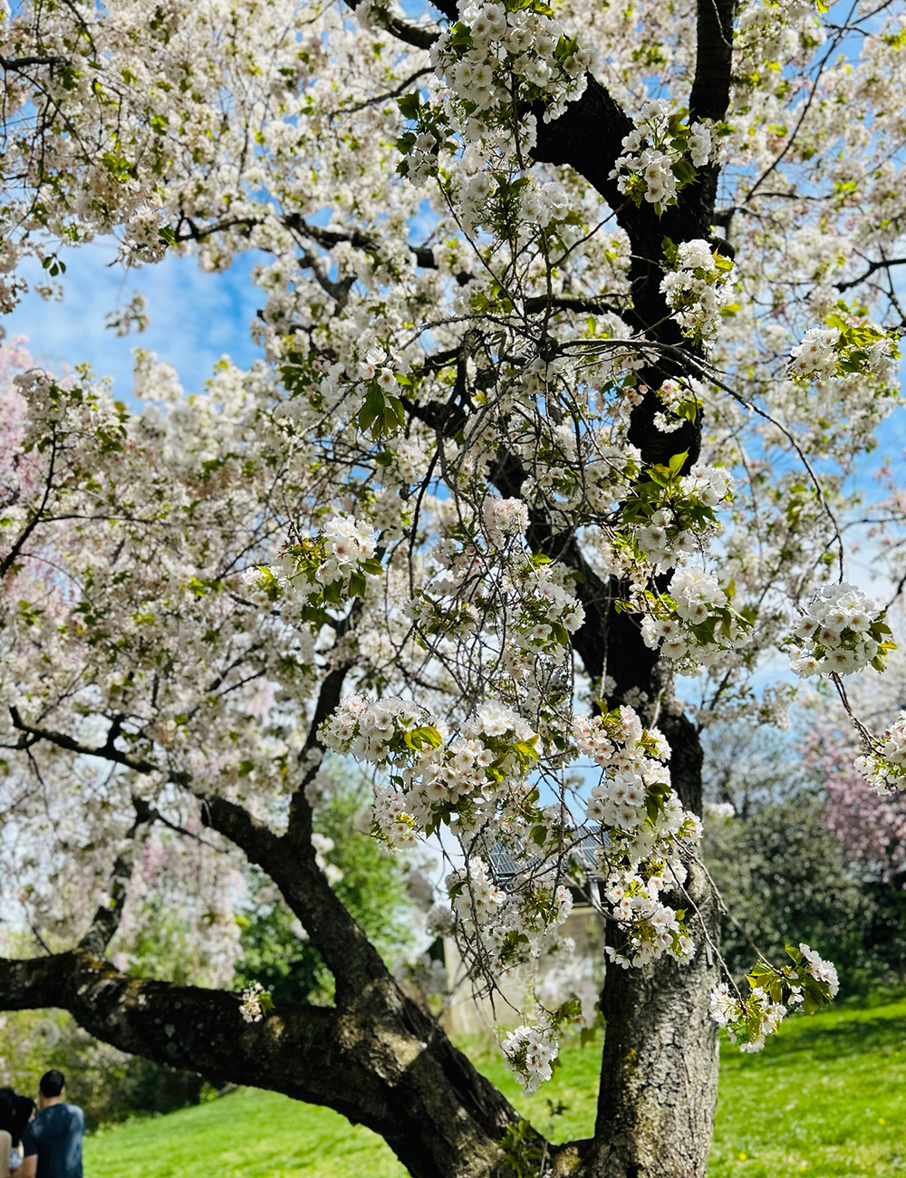 close of up Yoshino cherry tree blooms