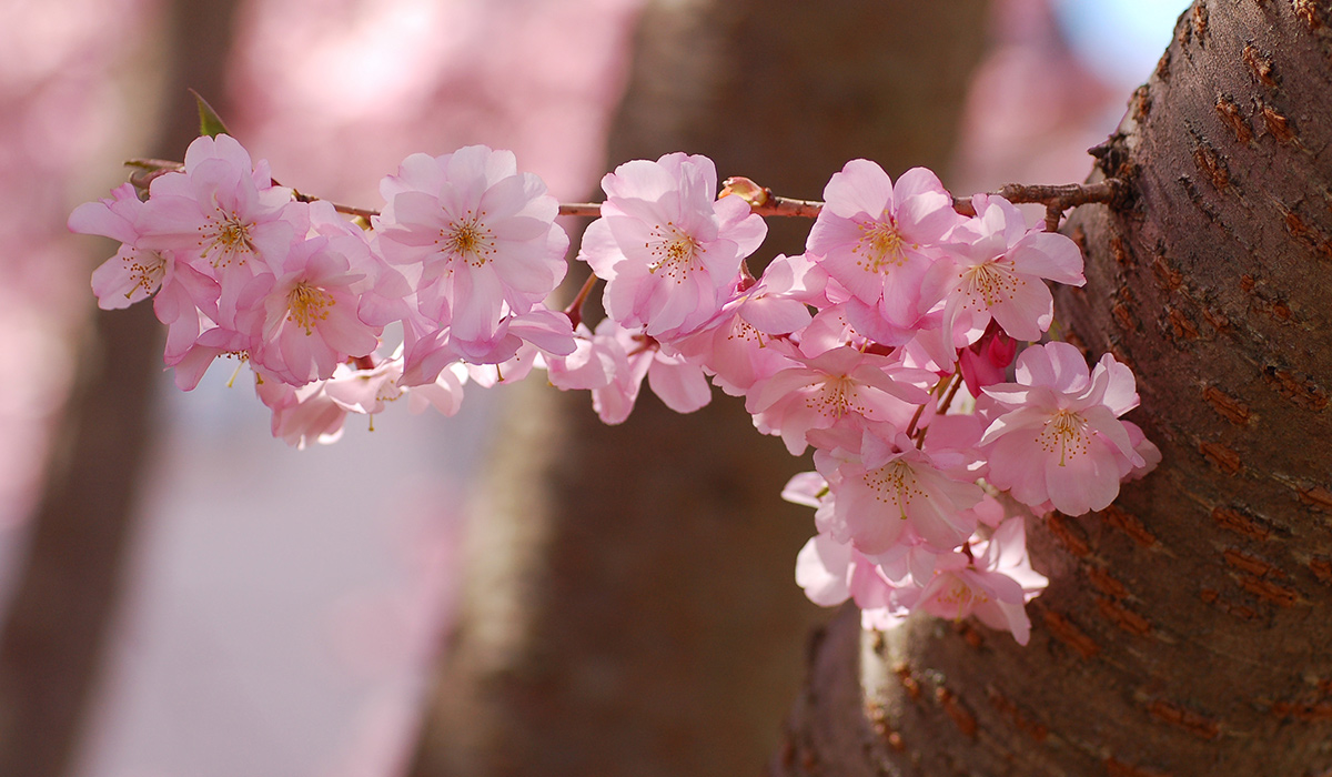 close up of Accolade cherry blooms