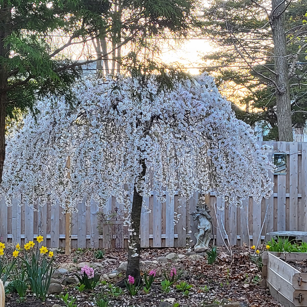 Dwarf Snow Fountain cherry in bloom