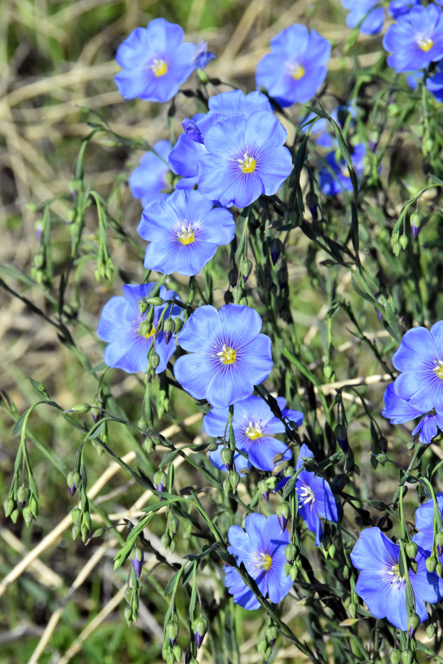 Linum lewisii with blue flowers for the mountain west