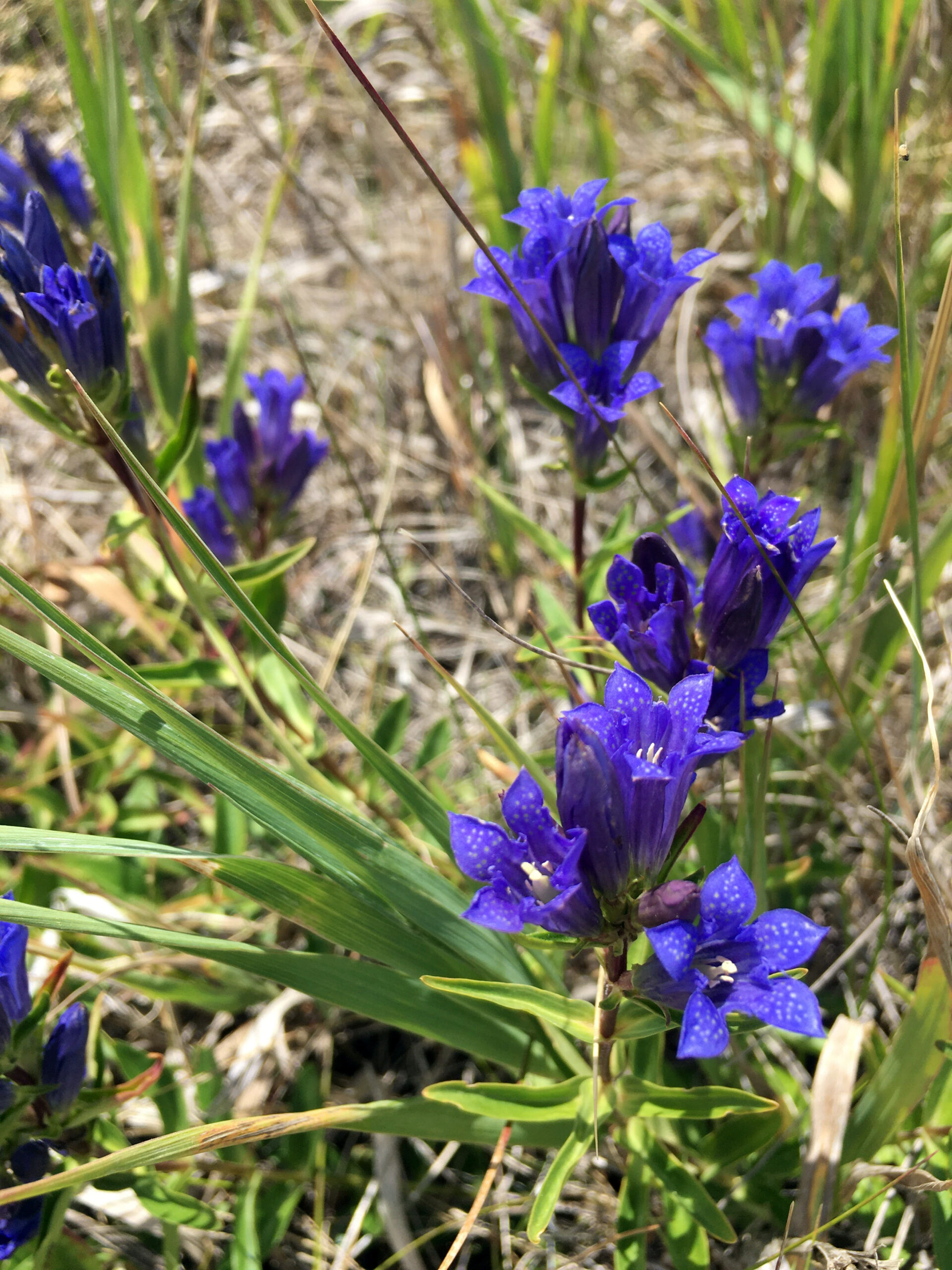 native gentian