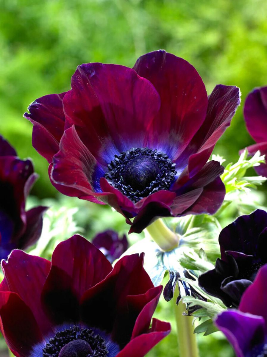 ‘Mistral Bordeaux’ poppy anemone