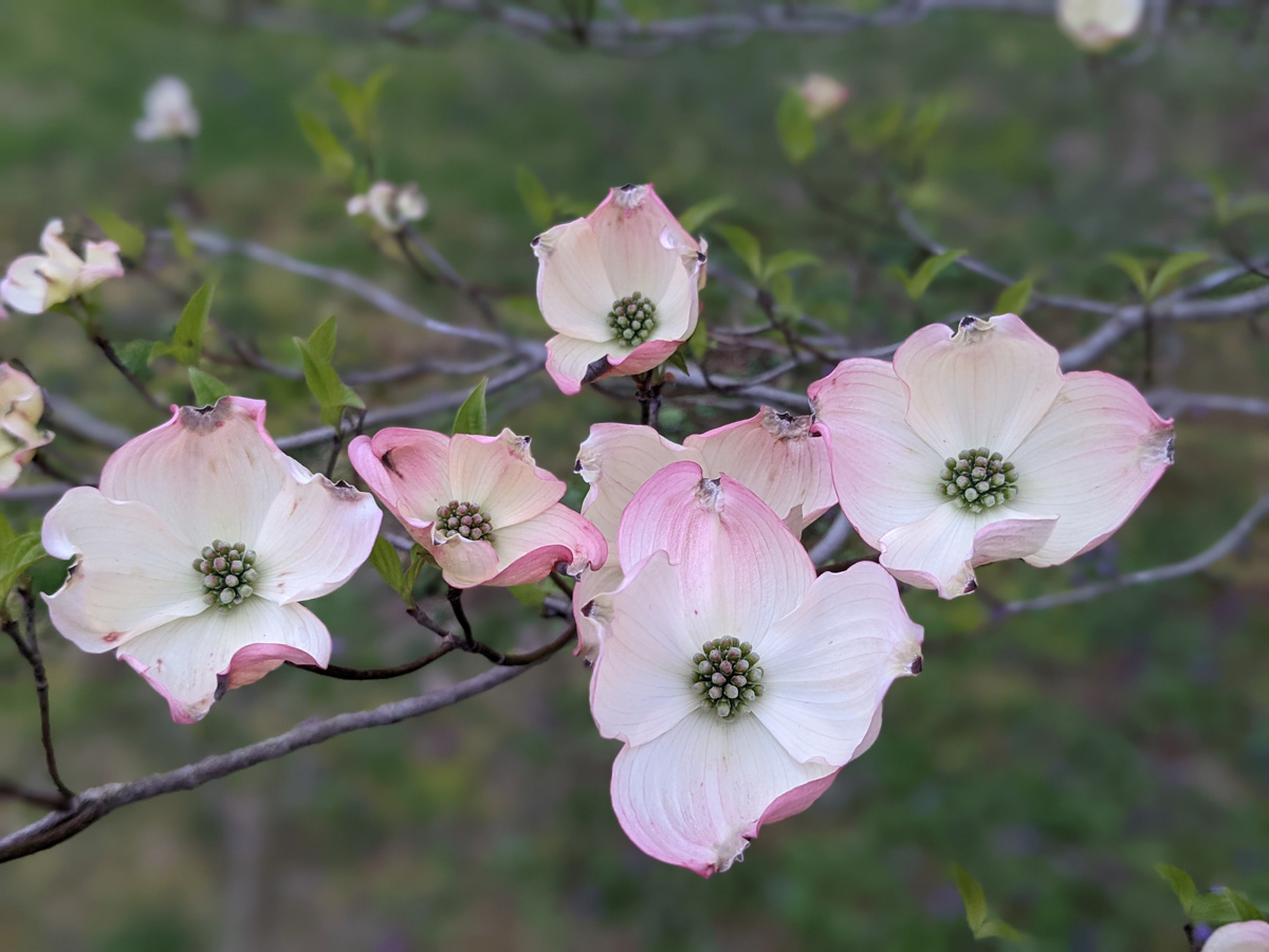 Pink flowering dogwood