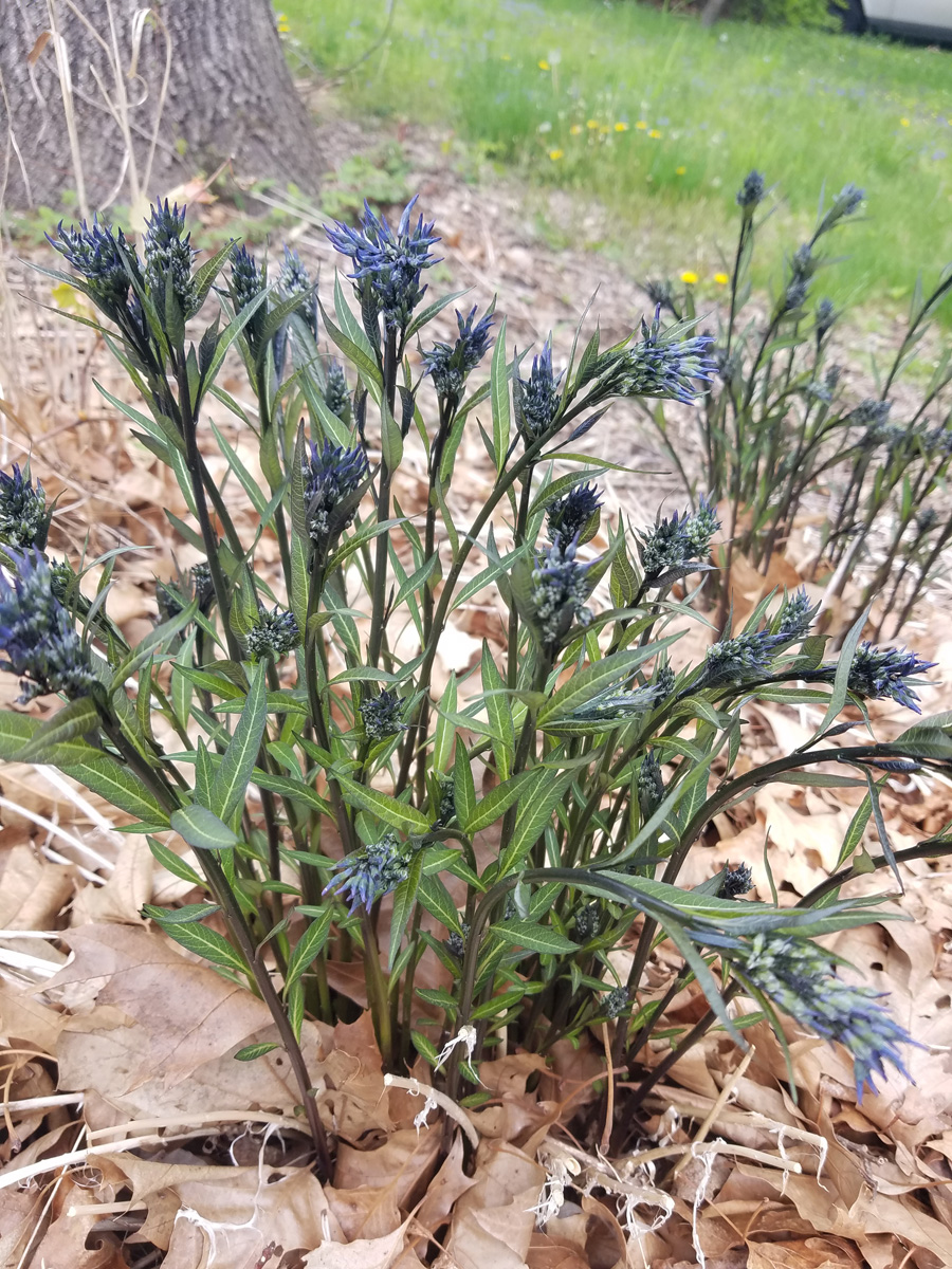 ‘Storm Cloud’ blue star-spring foliage