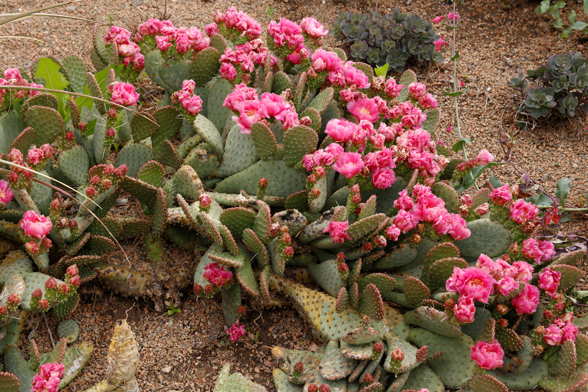 Walk in Beauty™ Watermelon Man prickly pear