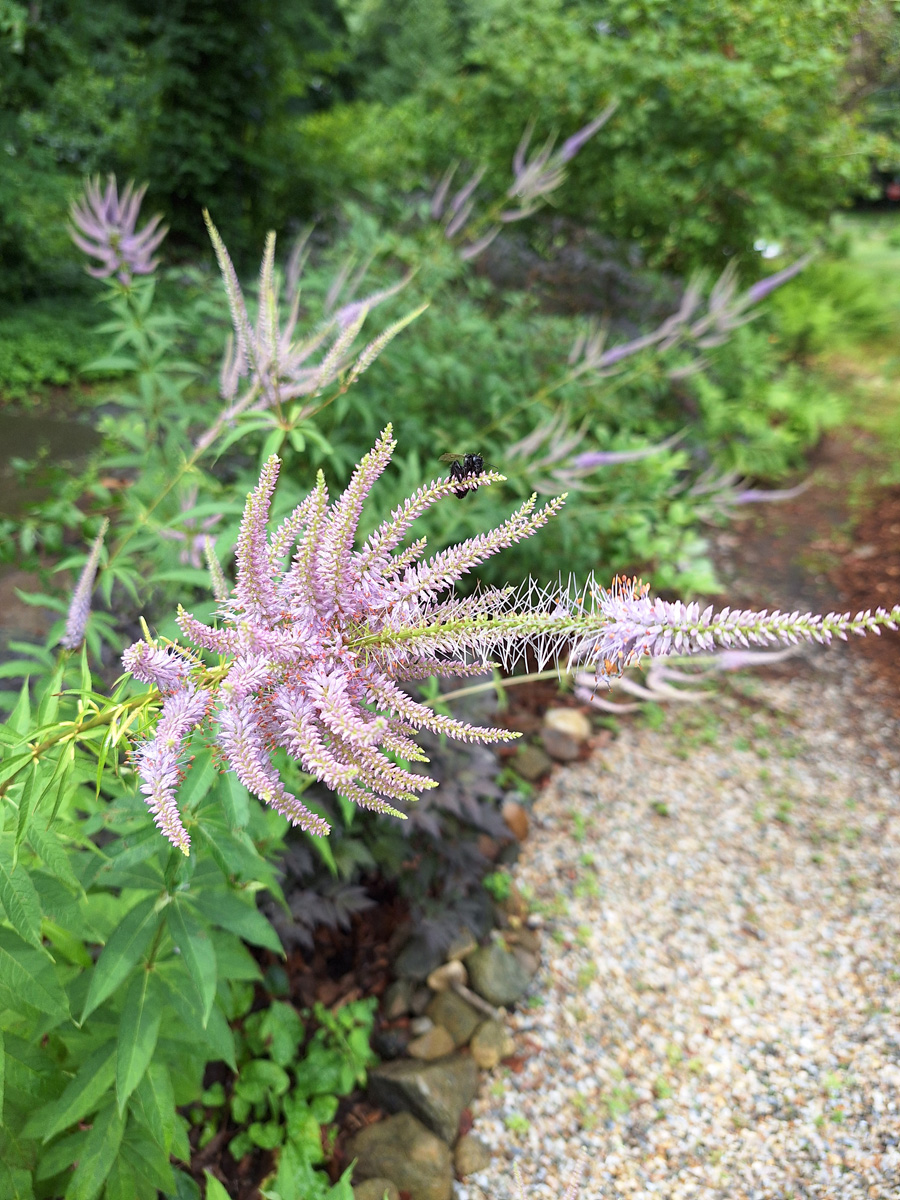 ‘Fascination’ and ‘Adoration’ Culver’s root