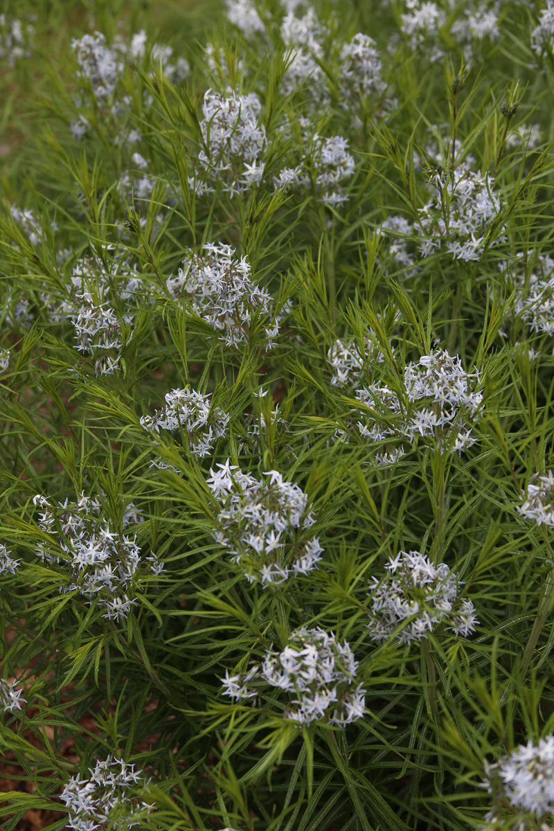 Threadleaf bluestar