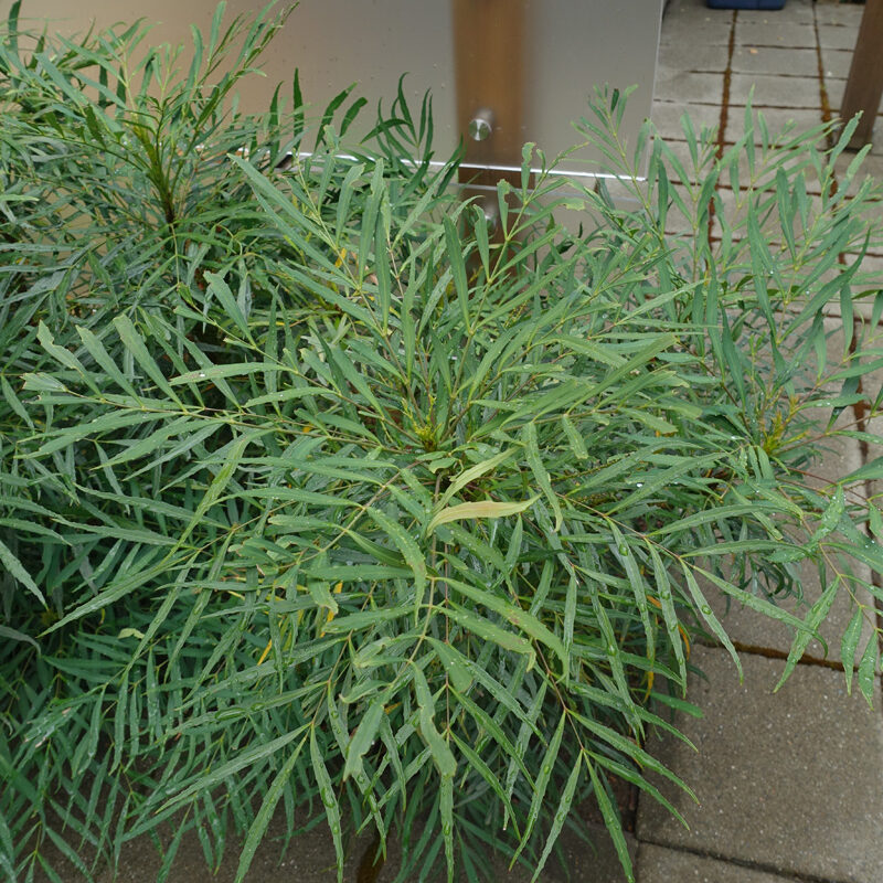 ‘Soft Caress’ mahonia, foliage