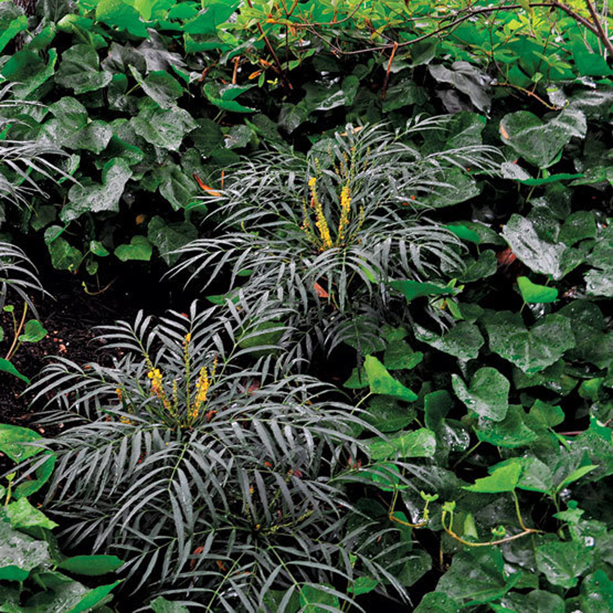 ‘Soft Caress’ mahonia, in flower