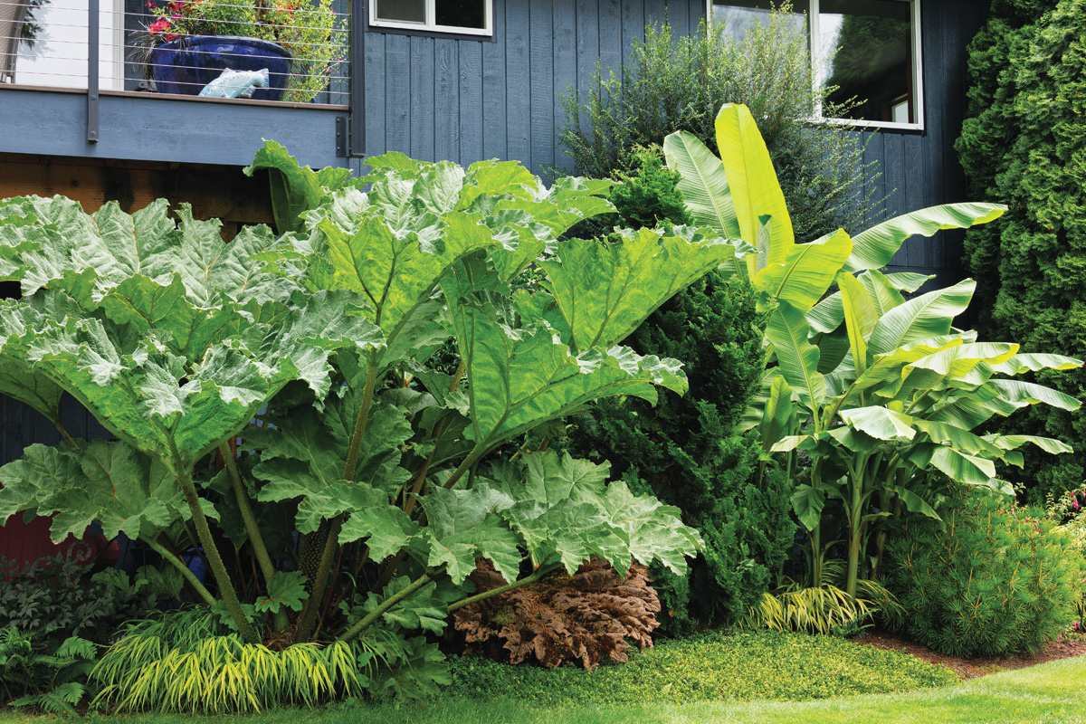 gunnera is a water-hungry plant with huge foliage