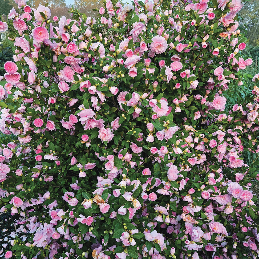 Fall Fantasy camellia