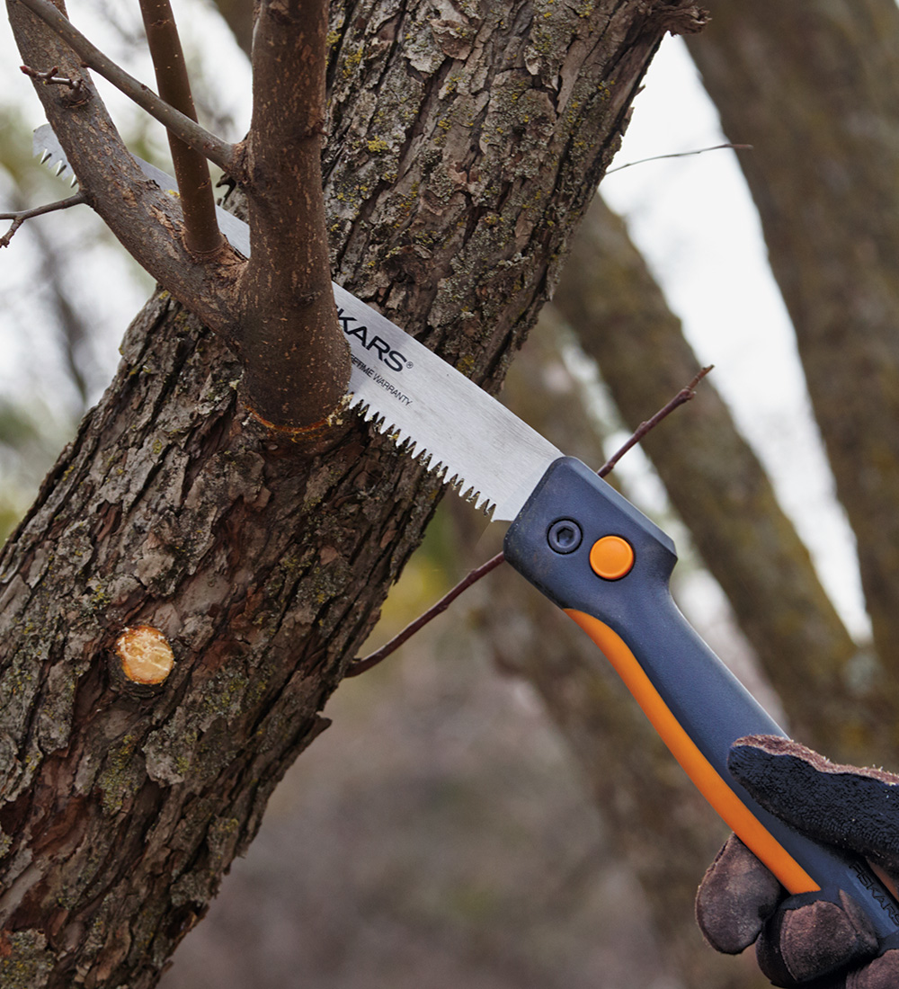 removing tree limb