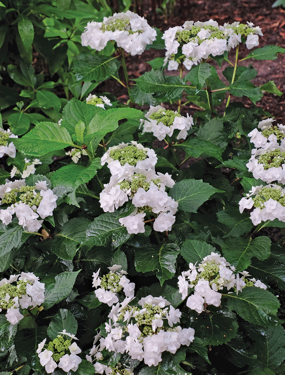 Wedding Gown hydrangea