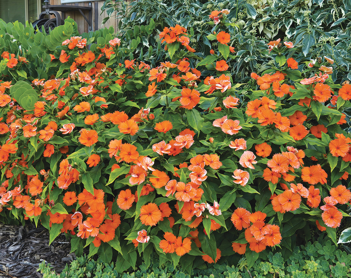 Orange Sherbert Chinese lychnis
