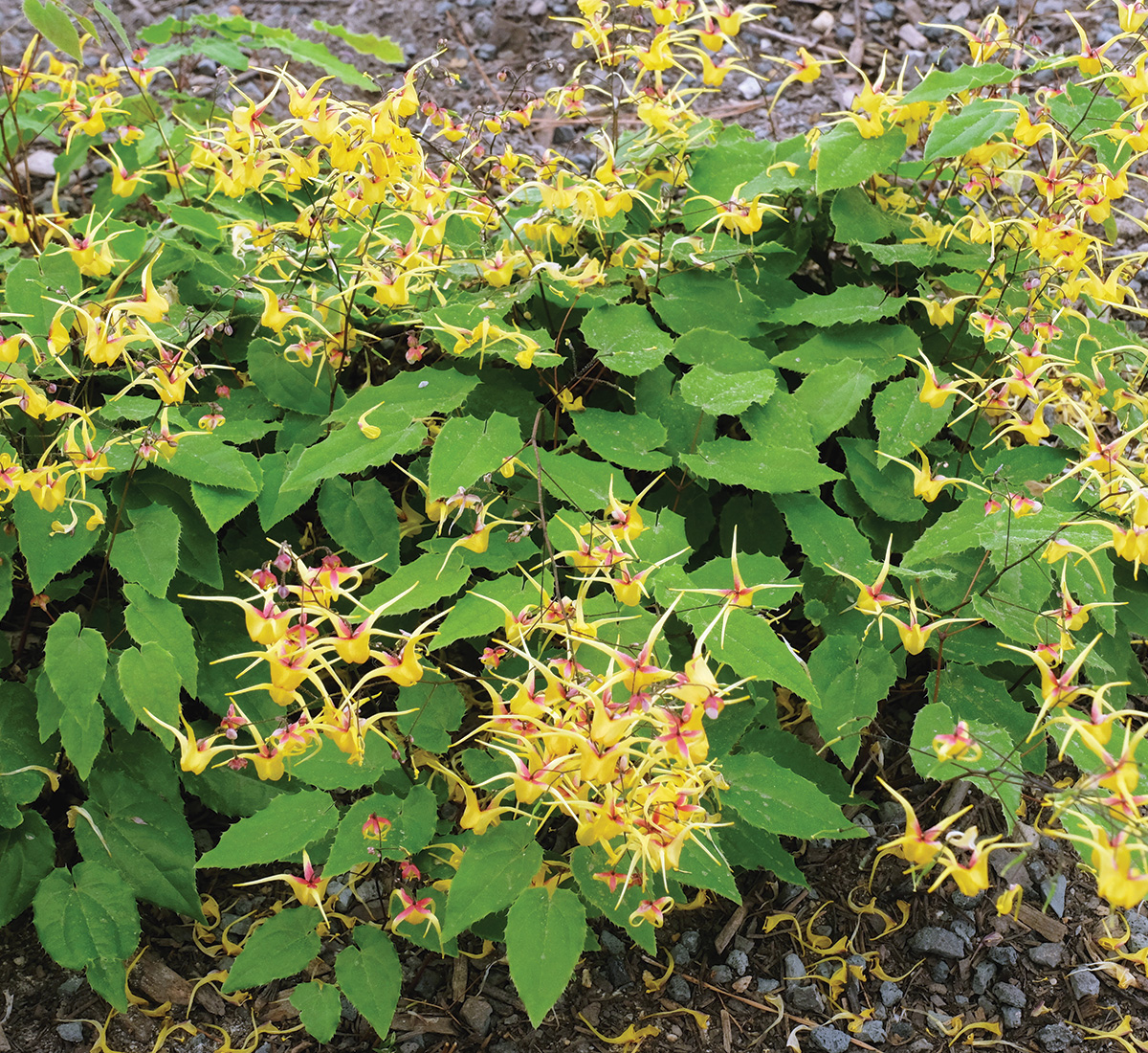 Stoplights epimedium