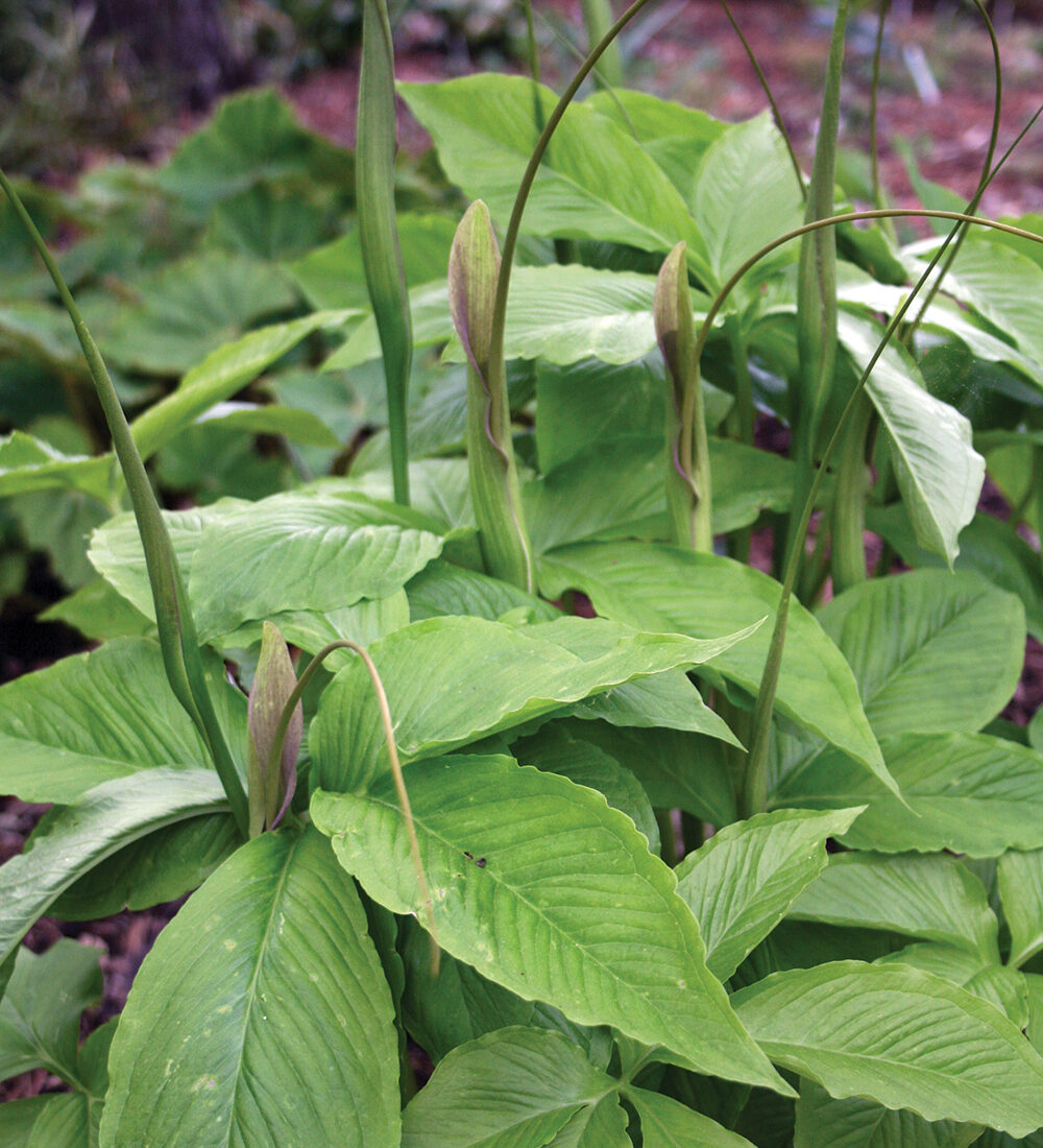 Polly Spout Pinellia