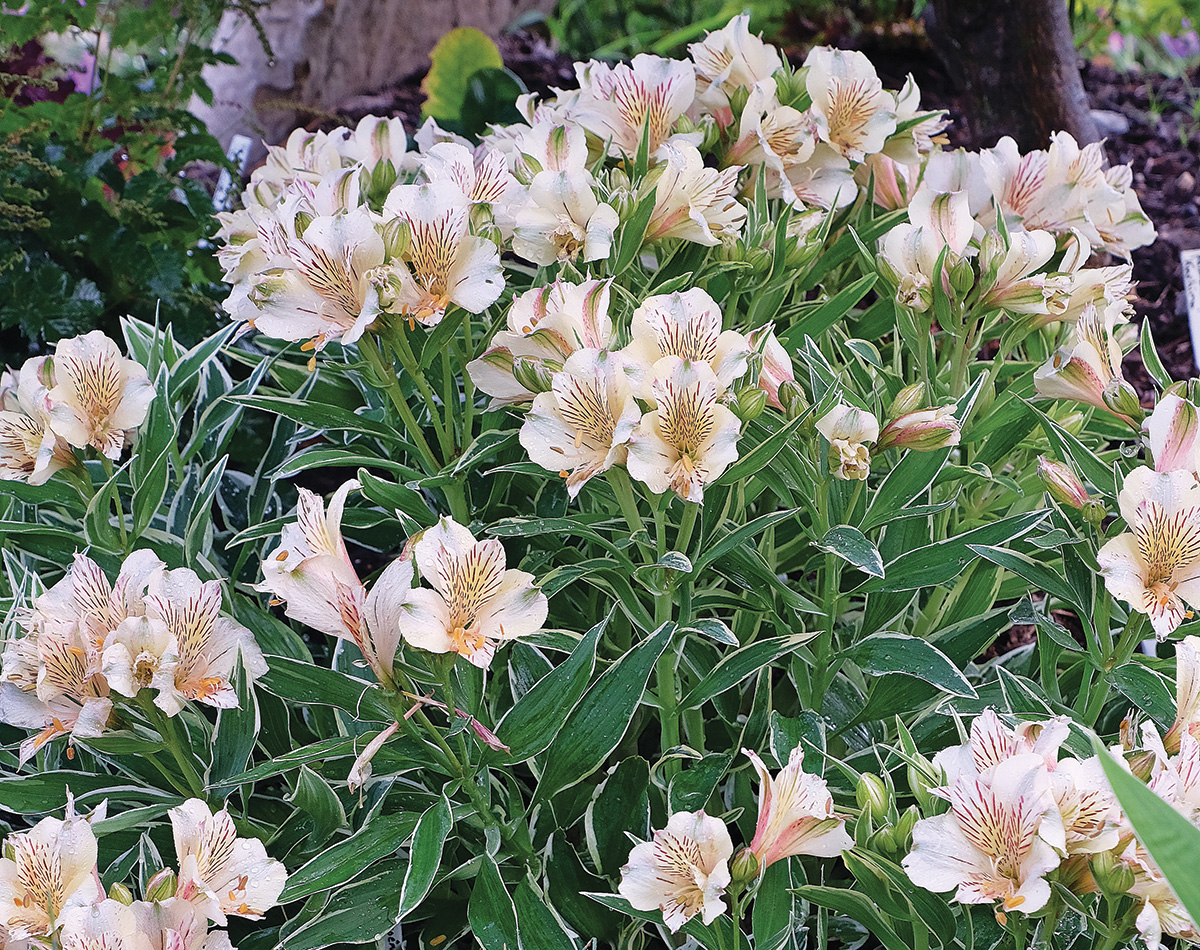 Fabiana Peruvian lily