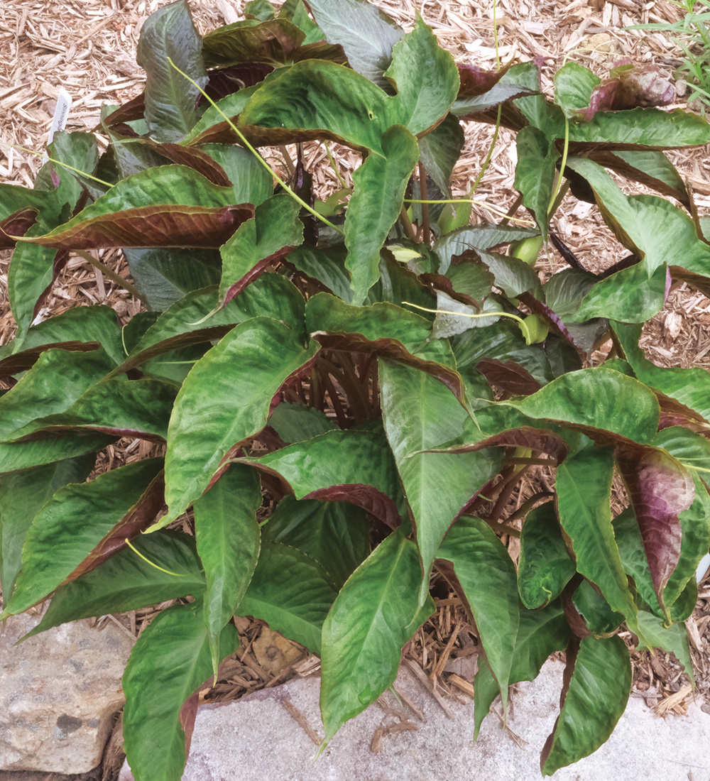 Purple Dragon Pinellia