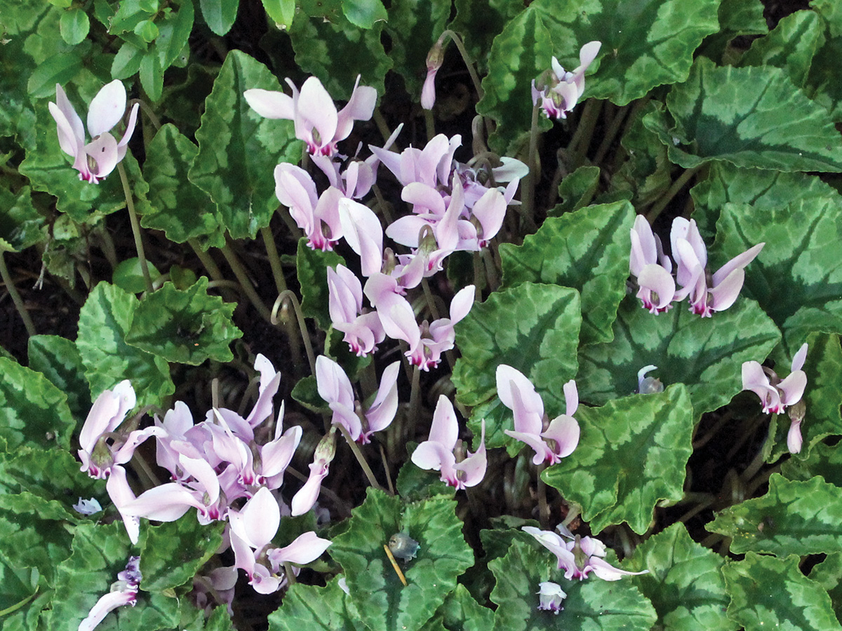 Ivy-leaved cyclamen