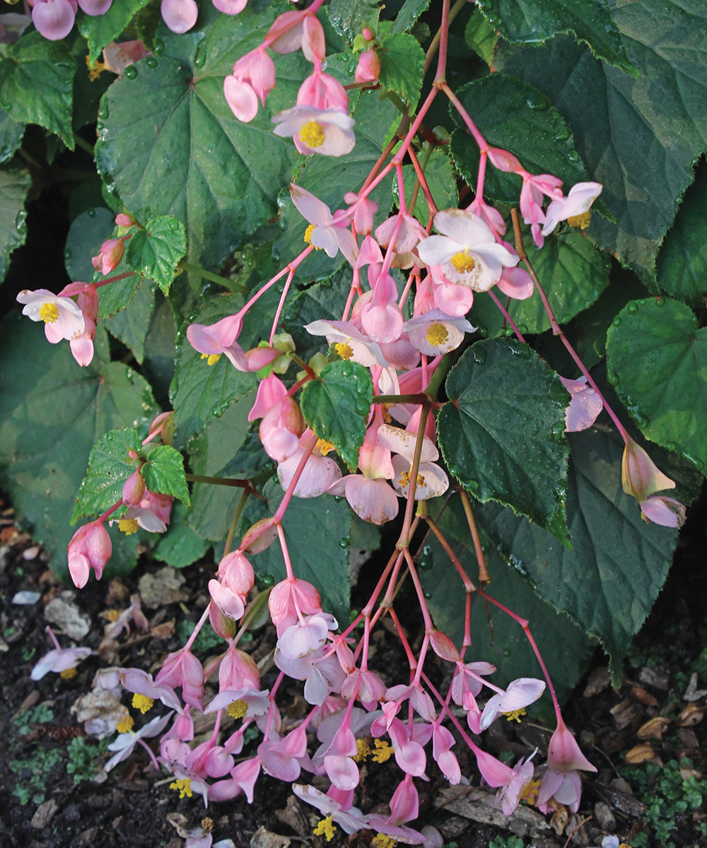 Pink Teardrops hardy begonia