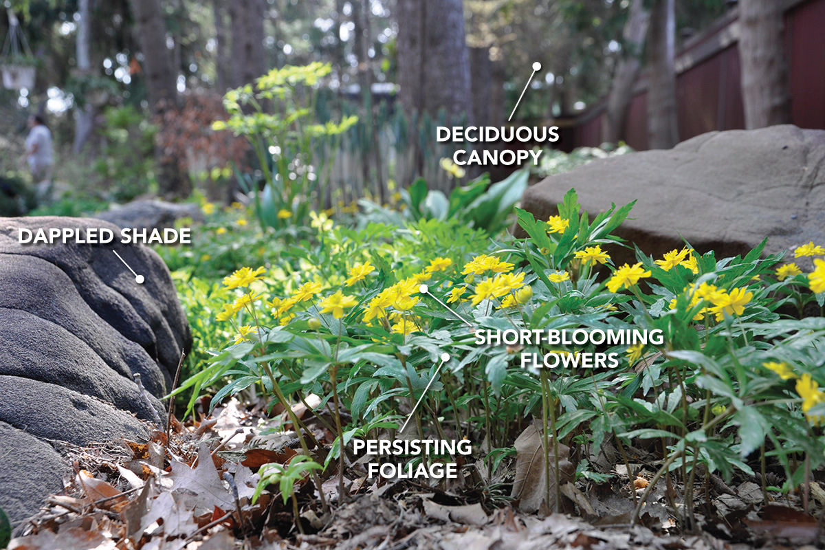 flowering plant in the shade