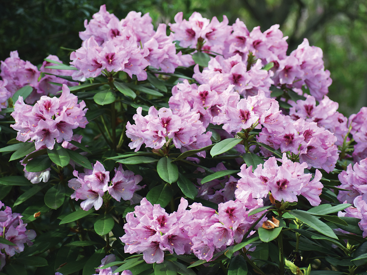 Radiance rhododendron
