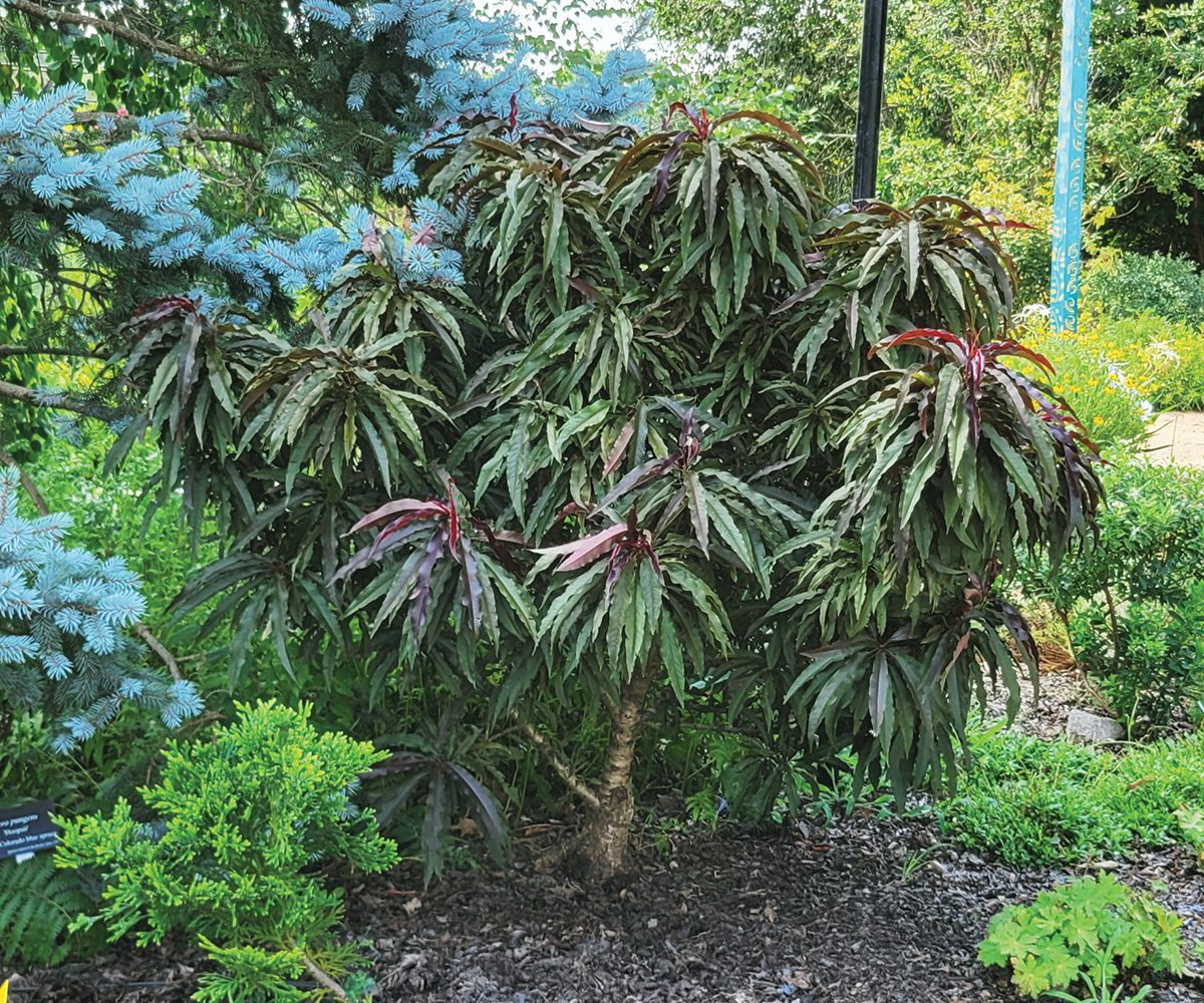 Ruby Ruffle purple-leaf dwarf peach