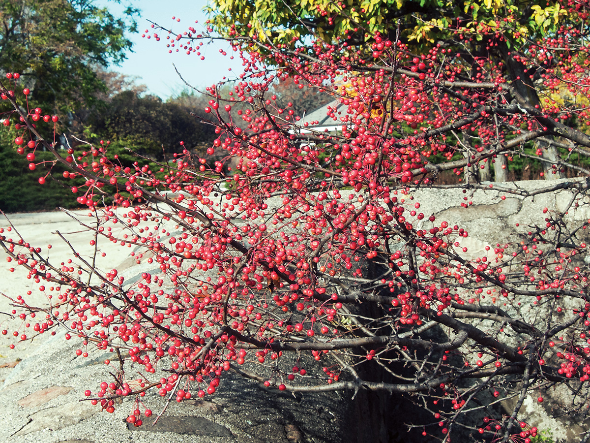Firebird crabapple