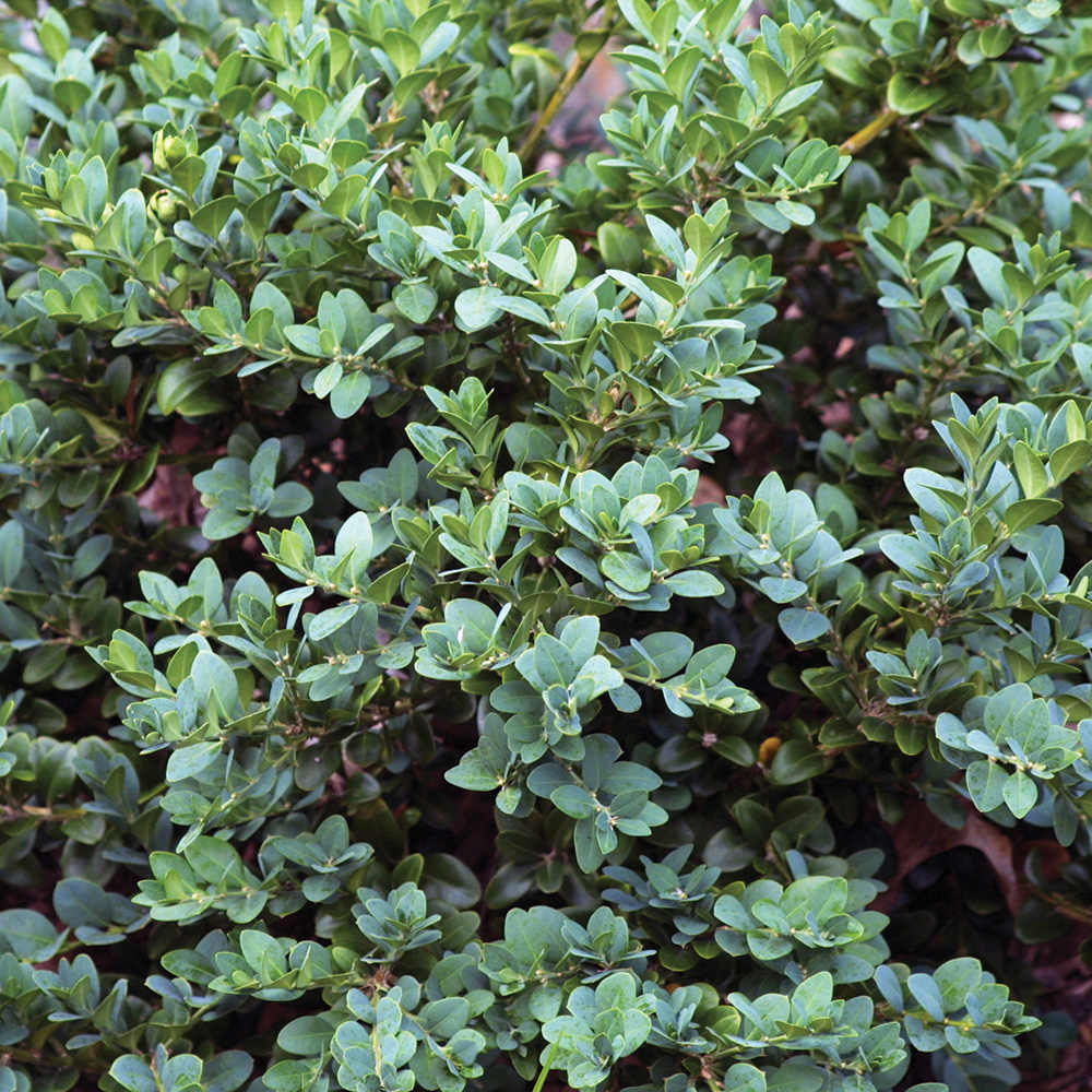 Boxwood