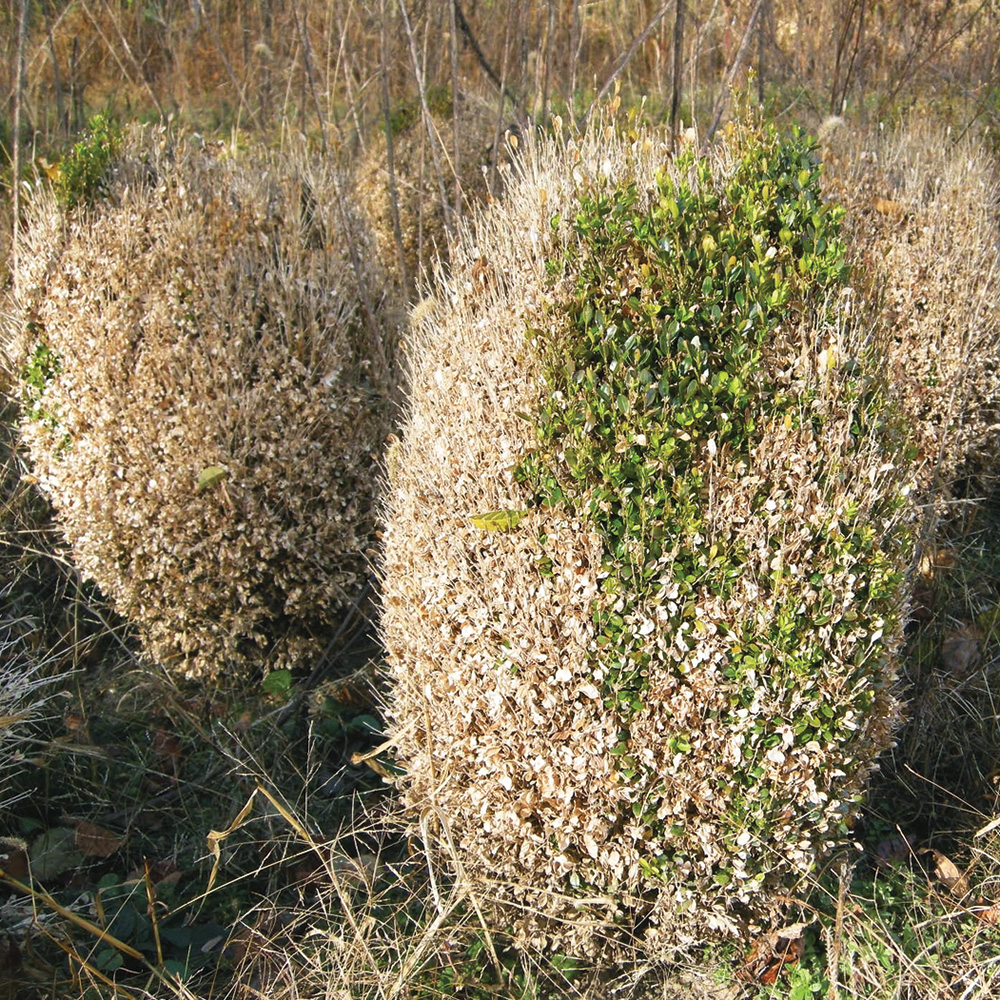 Boxwood blight