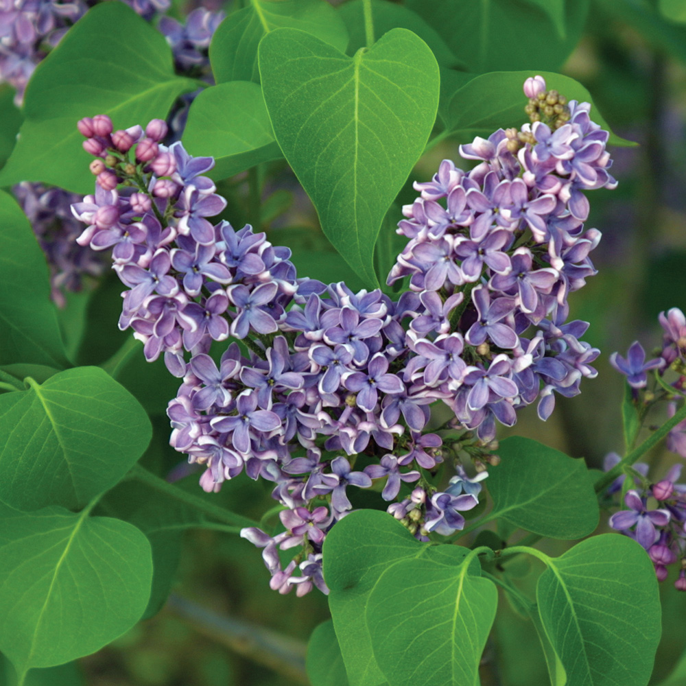 Common lilac