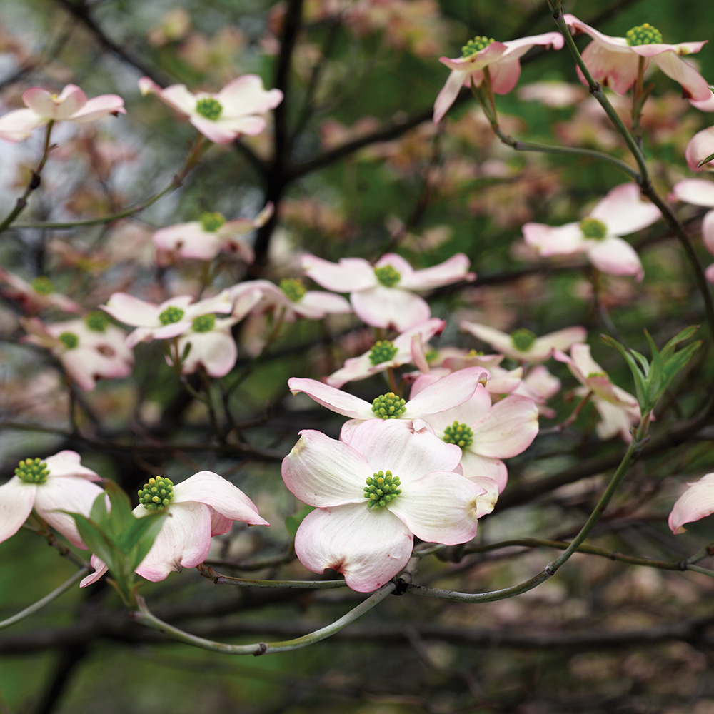 Flowering dogwood