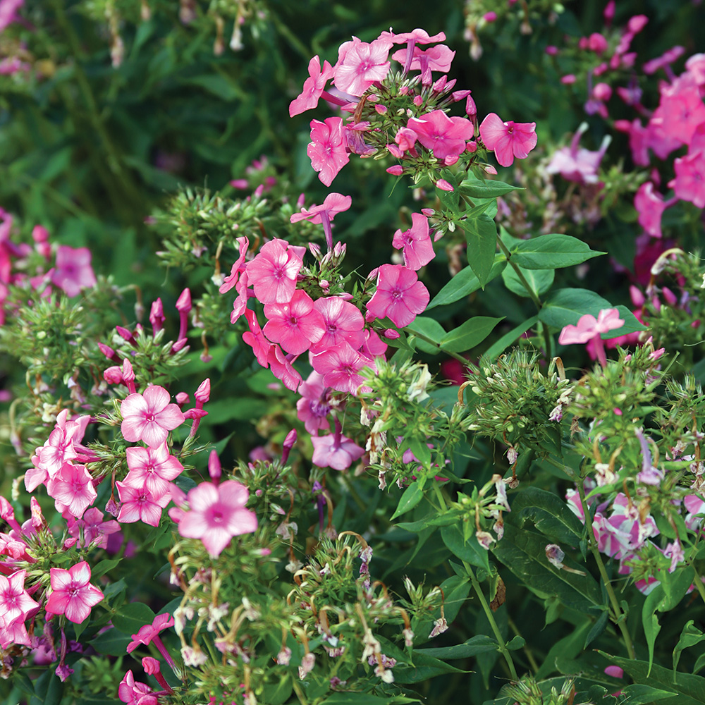 Garden phlox