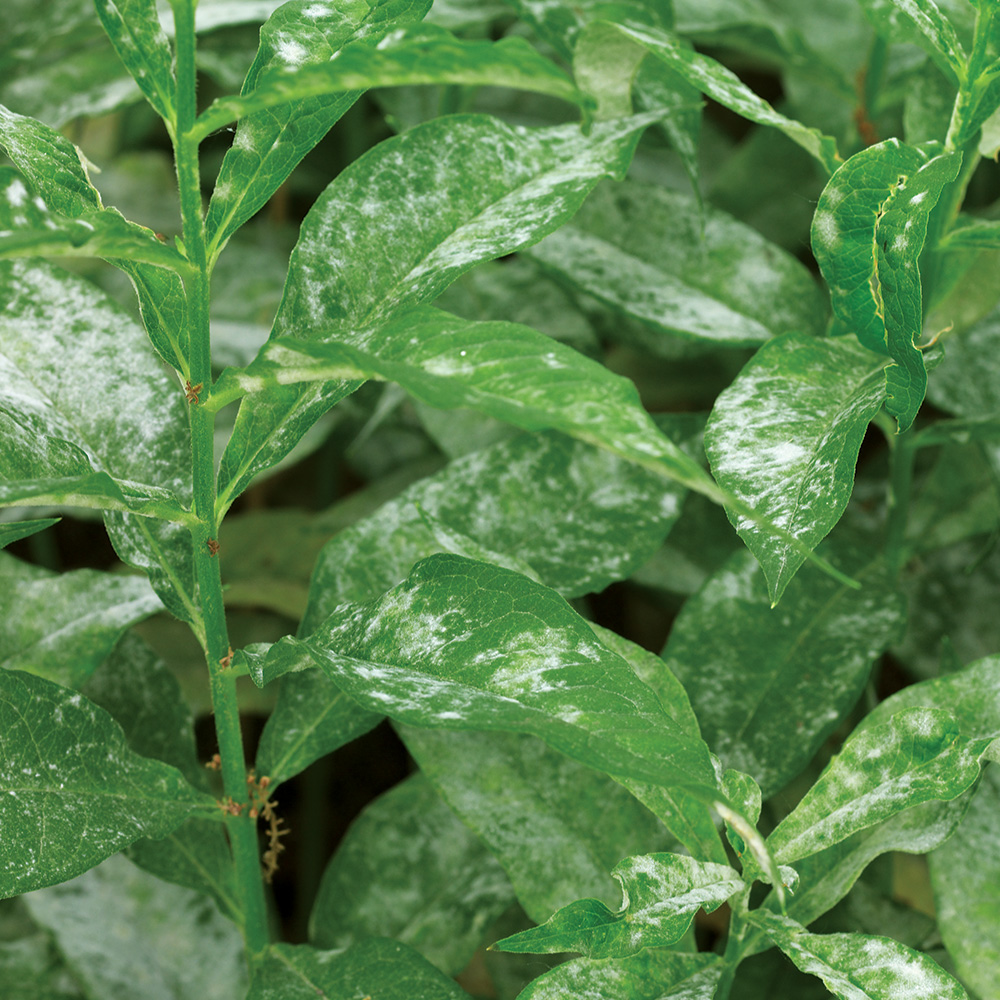 Powdery mildew