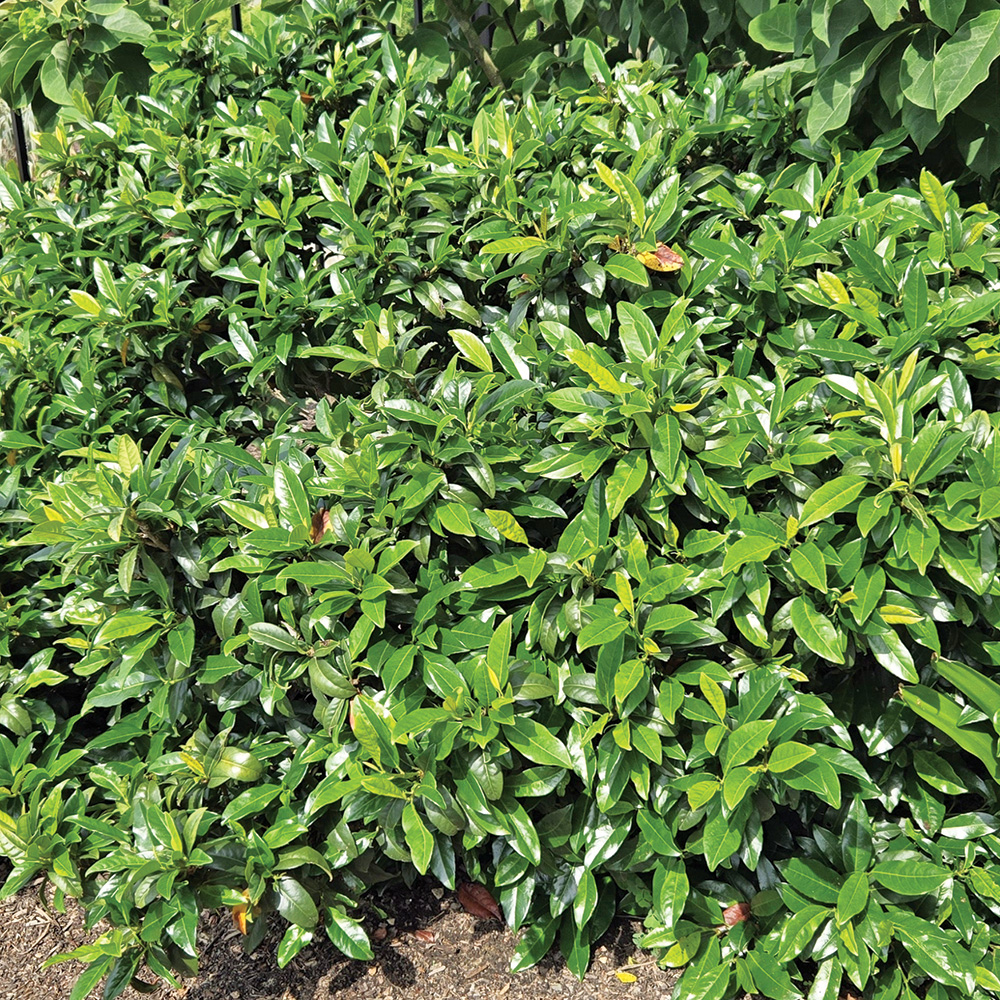 Cherry laurel