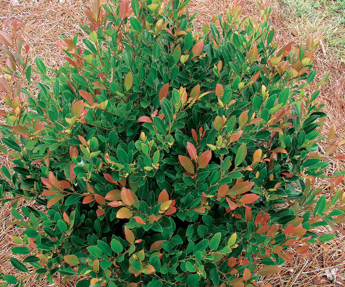 Coppertone distylium