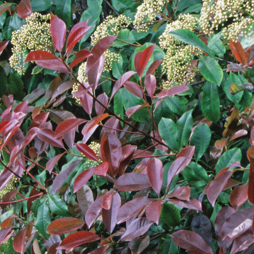Red tip photinia