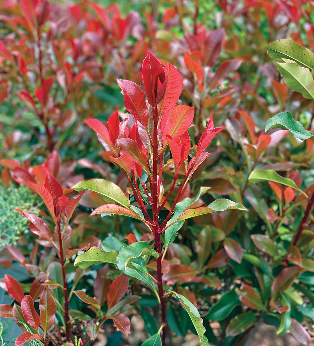 Red Fury photinia