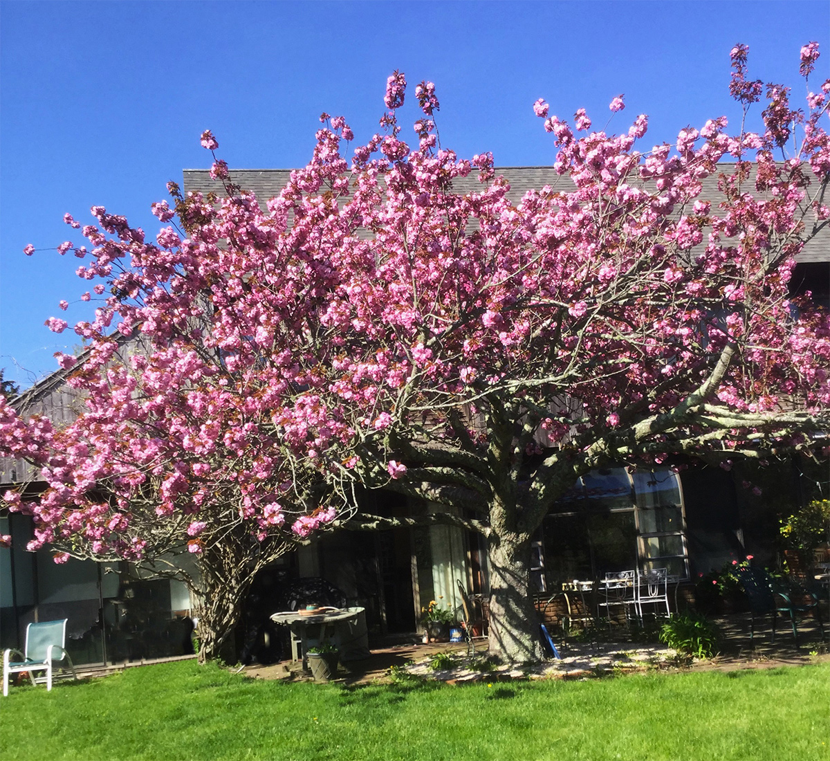 Japanese flowering cherry tree in bloom
