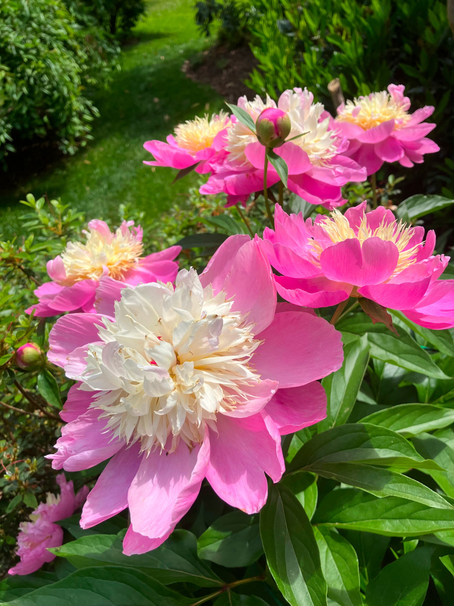 ‘Bowl of Beauty’ peony