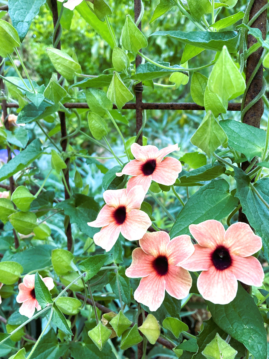 black-eyed Susan vine with pink and hello flowers