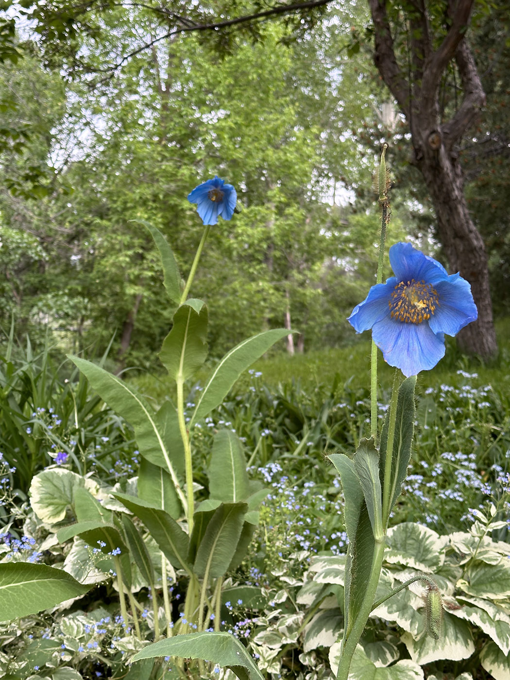 himalayan blue poppies