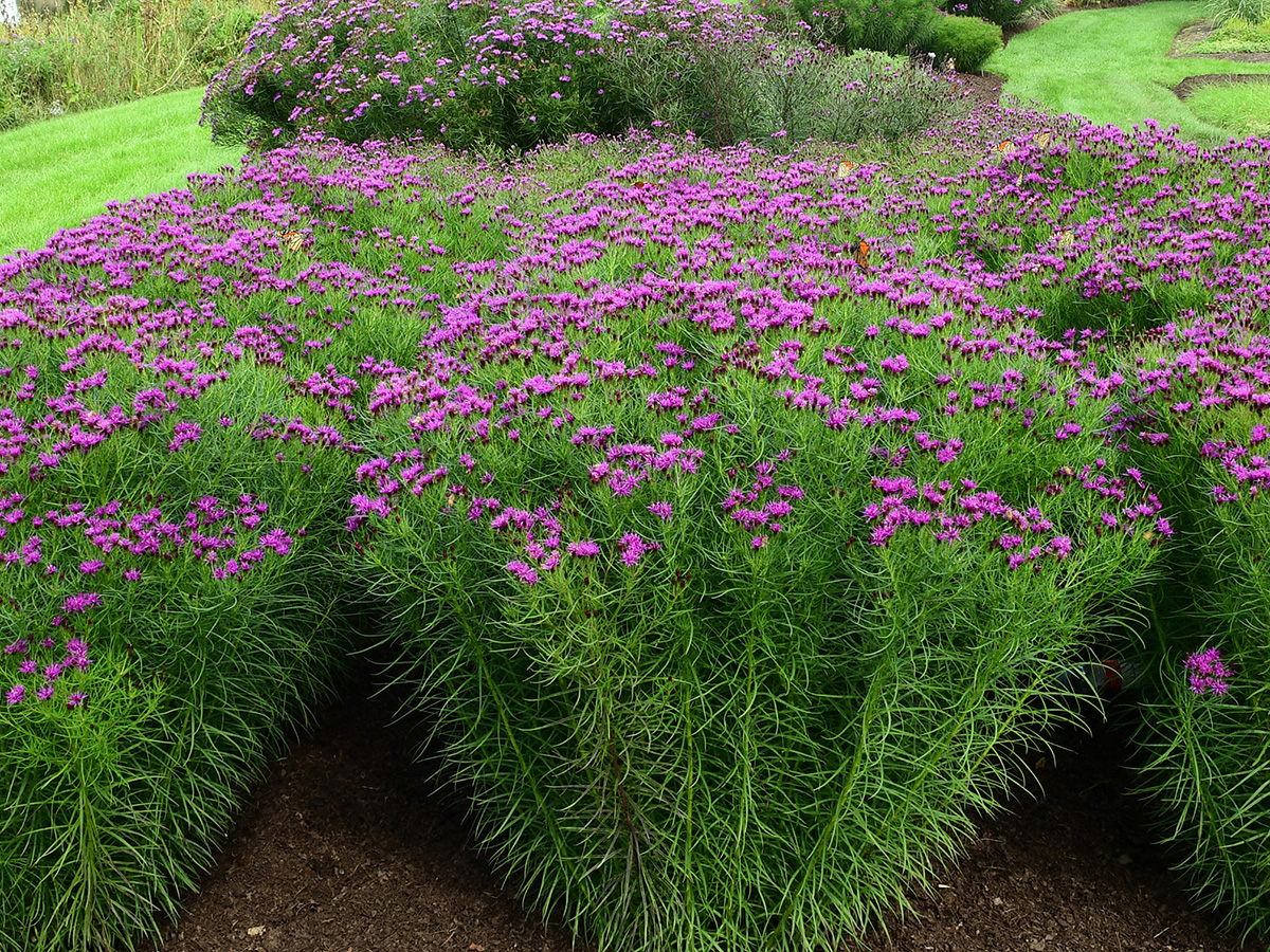 Summers End ironweed